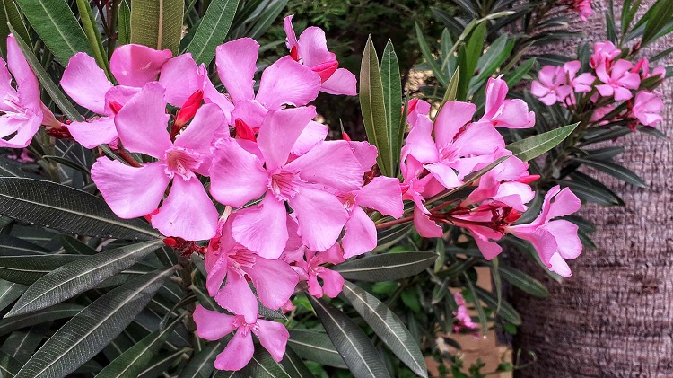 Why Oleander is the Official Flower of Hiroshima?
