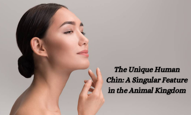 The Unique Human Chin: A Singular Feature in the Animal Kingdom