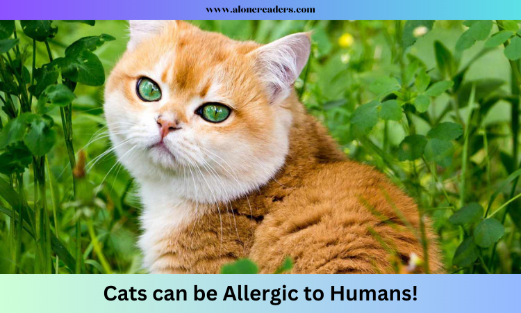 Cats can be Allergic to Humans!