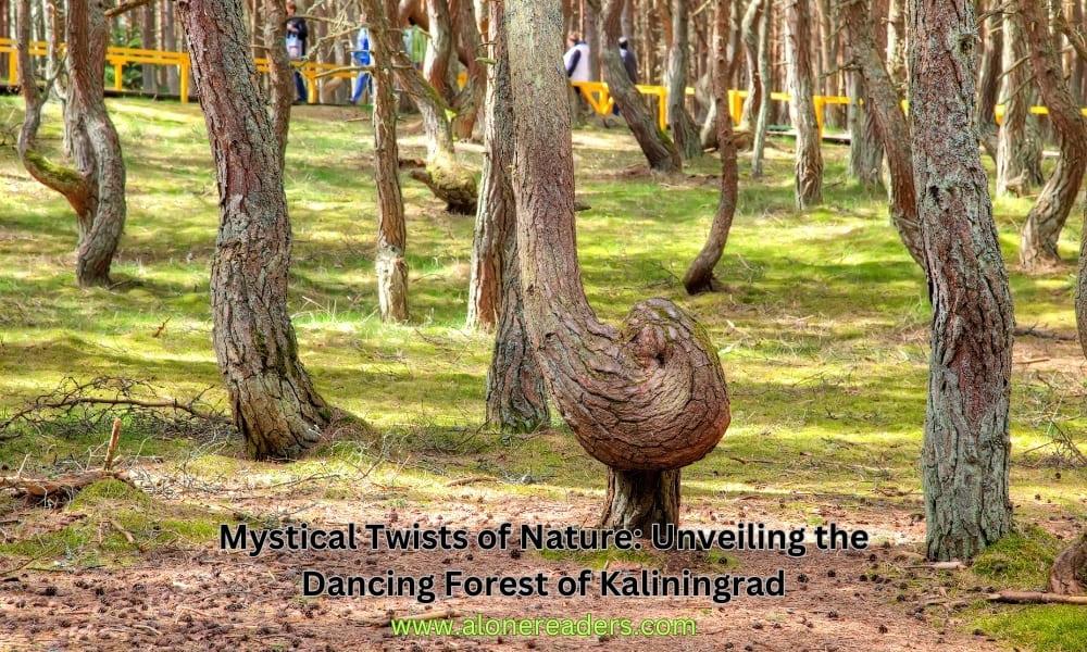 Mystical Twists of Nature: Unveiling the Dancing Forest of Kaliningrad