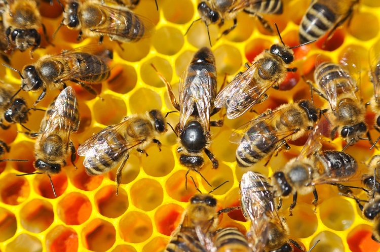Queen Bees Can Lay More Than 1500 Eggs in a Day!