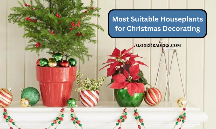 Most Suitable Houseplants for Christmas Decorating