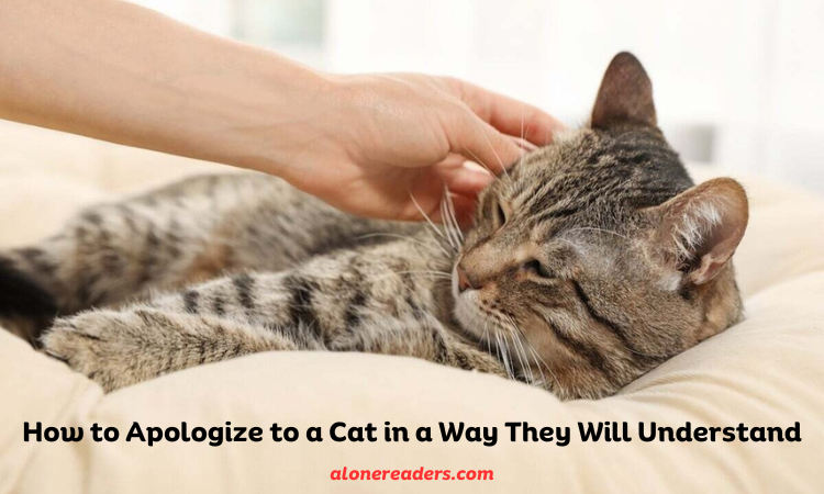 How to Apologize to a Cat in a Way They Will Understand
