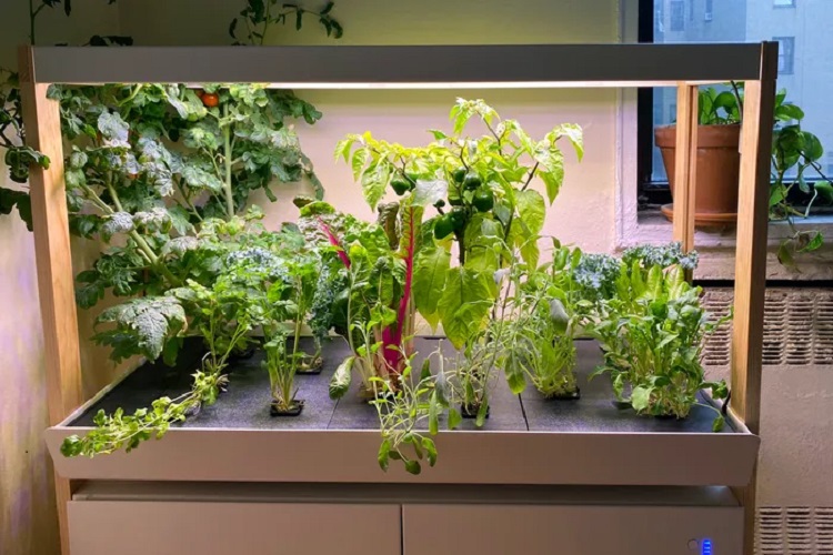 Best Indoor Herb Garden Kits for Home Growing by Anyone