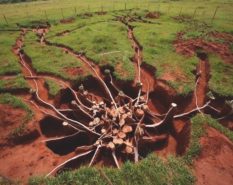 The Largest Ant Colony in the World Spans Four Nations