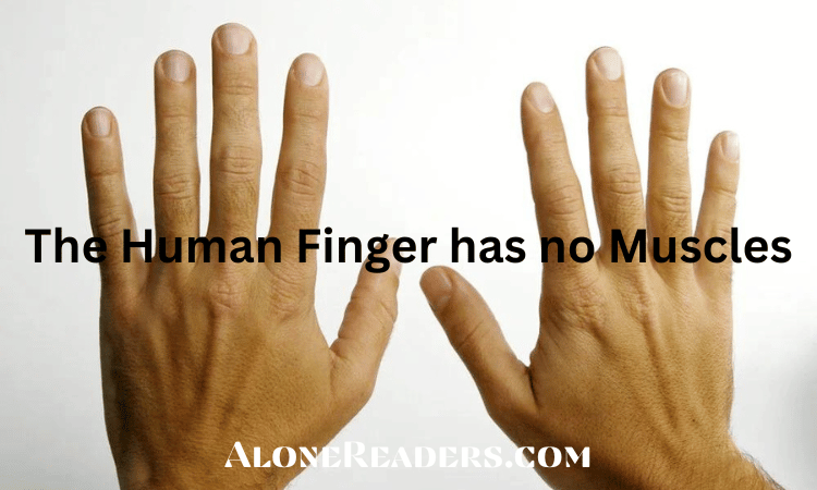 The Human Finger has no Muscles