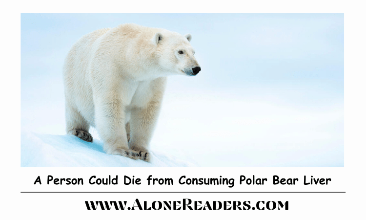 A Person Could Die from Consuming Polar Bear Liver