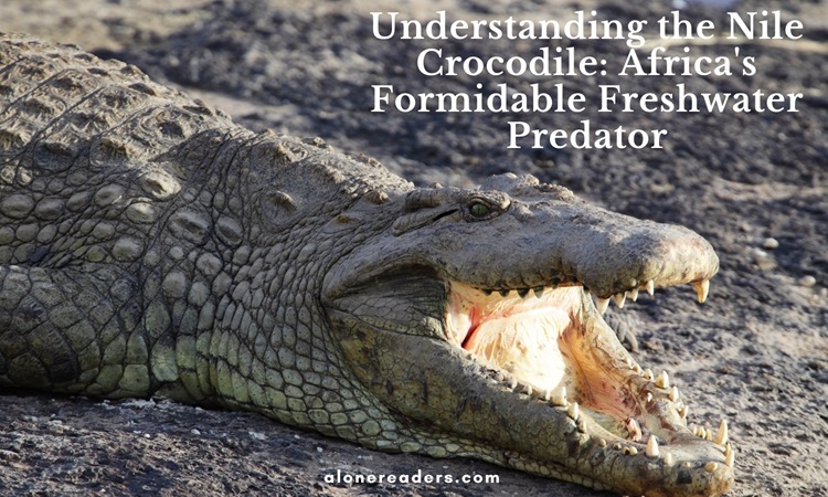 Understanding the Nile Crocodile: Africa's Formidable Freshwater Predator