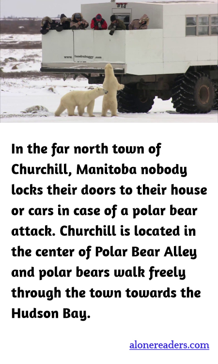In the far north town of Churchill, Manitoba nobody locks their doors to their house or cars in case of a polar bear attack. Churchill is located in the center of Polar Bear Alley and polar bears walk freely through the town towards the Hudson Bay.