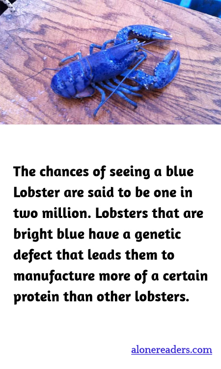 General Knowledge Learning Cards