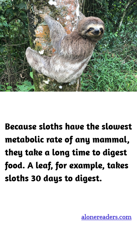 General Knowledge Learning Cards