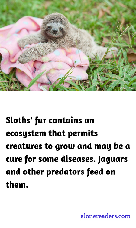 General Knowledge Learning Cards