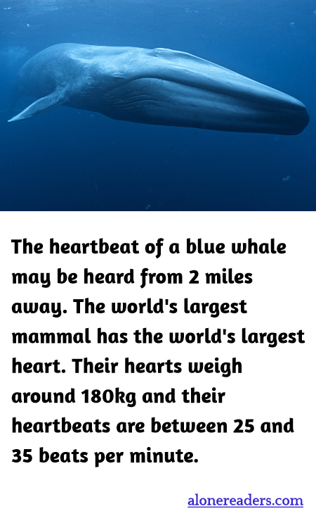 General Knowledge Learning Cards