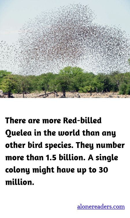 General Knowledge Learning Cards