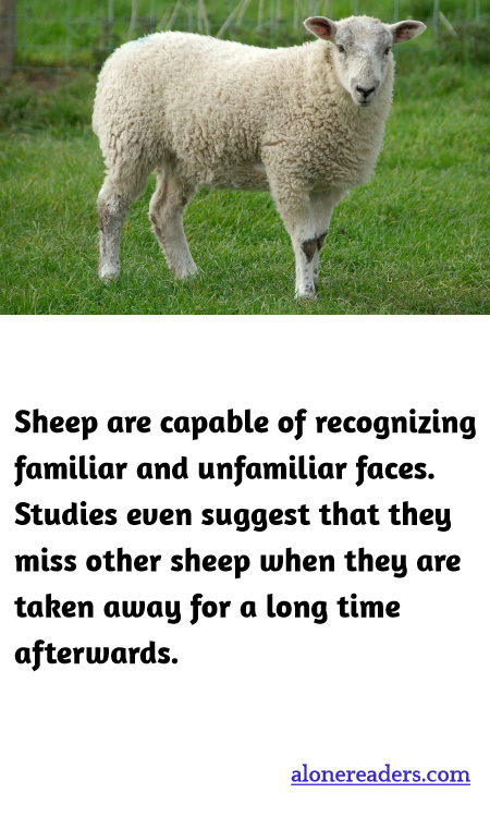 Sheep are capable of recognizing familiar and unfamiliar faces. Studies even suggest that they miss other sheep when they are taken away for a long time afterwards.
