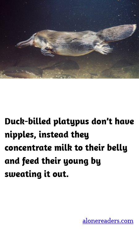 Duck-billed platypus don’t have nipples, instead they concentrate milk to their belly and feed their young by sweating it out.