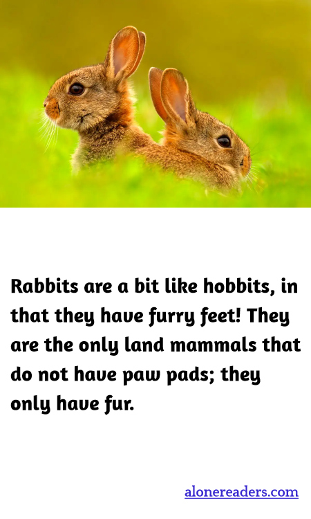 Rabbits are a bit like hobbits, in that they have furry feet! They are the only land mammals that do not have paw pads; they only have fur.