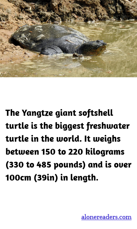 General Knowledge Learning Cards