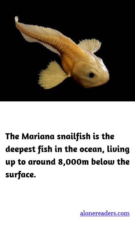 The Mariana snailfish is the deepest fish in the ocean, living up to around 8,000m below the surface.