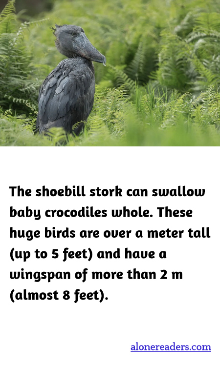 General Knowledge Learning Cards