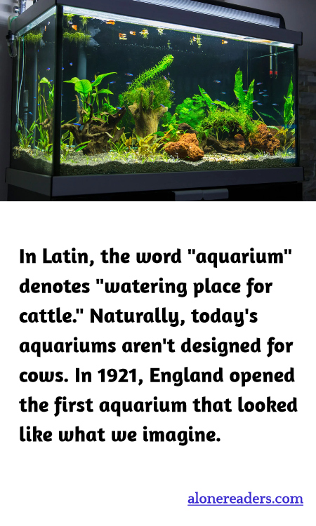 In Latin, the word "aquarium" denotes "watering place for cattle." Naturally, today's aquariums aren't designed for cows. In 1921, England opened the first aquarium that looked like what we imagine.