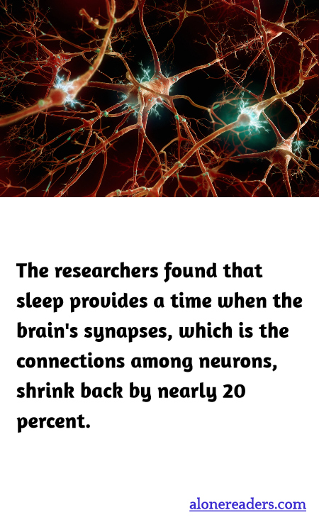 The researchers found that sleep provides a time when the brain's synapses, which is the connections among neurons, shrink back by nearly 20 percent.
