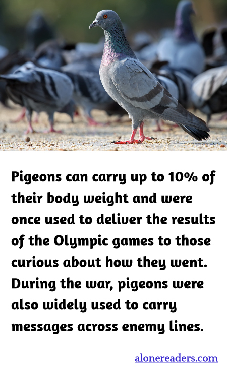 General Knowledge Learning Cards