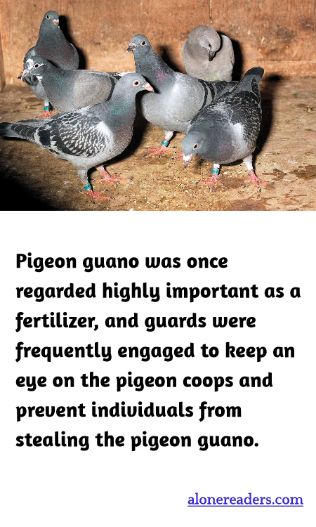 Pigeon guano was once regarded highly important as a fertilizer, and guards were frequently engaged to keep an eye on the pigeon coops and prevent individuals from stealing the pigeon guano.