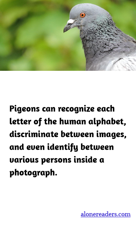 Pigeons can recognize each letter of the human alphabet, discriminate between images, and even identify between various persons inside a photograph.