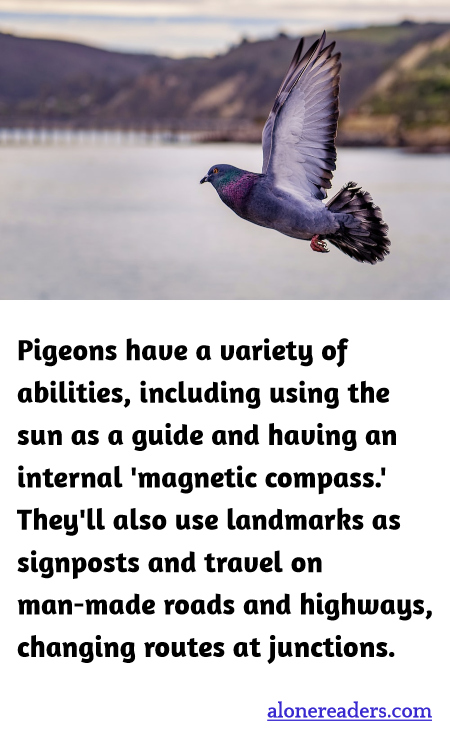 Pigeons have a variety of abilities, including using the sun as a guide and having an internal 'magnetic compass.' They'll also use landmarks as signposts and travel on man-made roads and highways, changing routes at junctions.