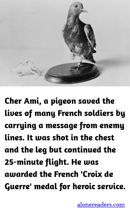 Cher Ami, a pigeon saved the lives of many French soldiers by carrying a message from enemy lines. It was shot in the chest and the leg but continued the 25-minute flight. He was awarded the French 'Croix de Guerre' medal for heroic service.