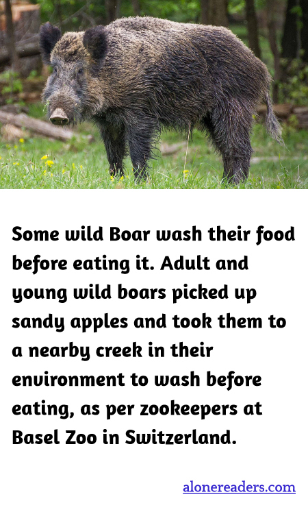 Some wild Boar wash their food before eating it. Adult and young wild boars picked up sandy apples and took them to a nearby creek in their environment to wash before eating, as per zookeepers at Basel Zoo in Switzerland.