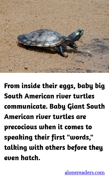From inside their eggs, baby big South American river turtles communicate. Baby Giant South American river turtles are precocious when it comes to speaking their first "words," talking with others before they even hatch.