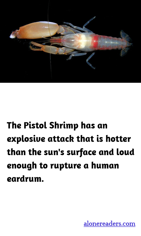 General Knowledge Learning Cards