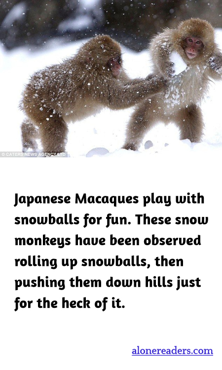 General Knowledge Learning Cards