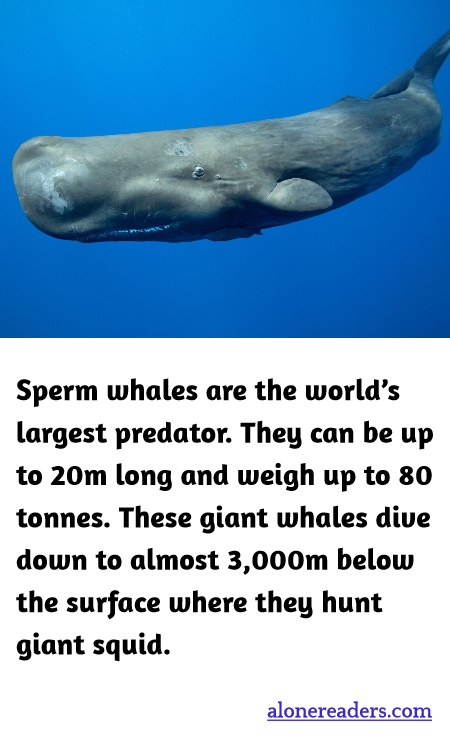 General Knowledge Learning Cards