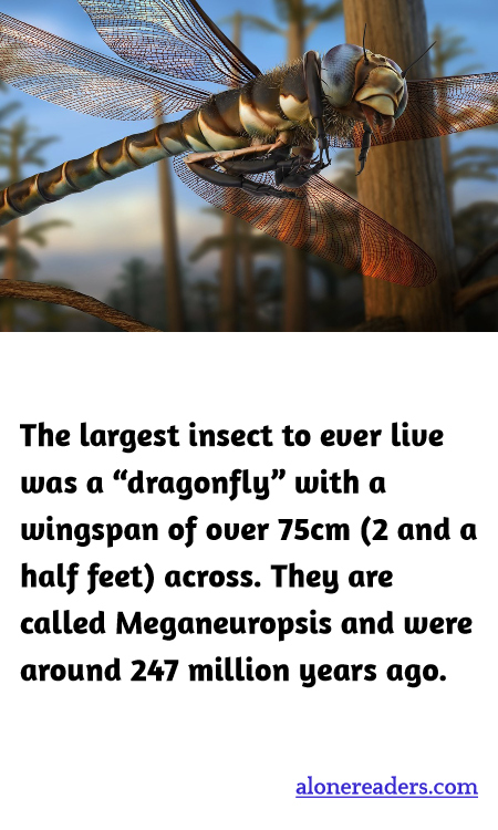 General Knowledge Learning Cards