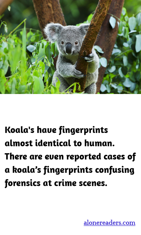 General Knowledge Learning Cards