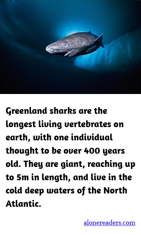 General Knowledge Learning Cards