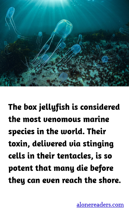 The box jellyfish is considered the most venomous marine species in the world. Their toxin, delivered via stinging cells in their tentacles, is so potent that many die before they can even reach the shore.