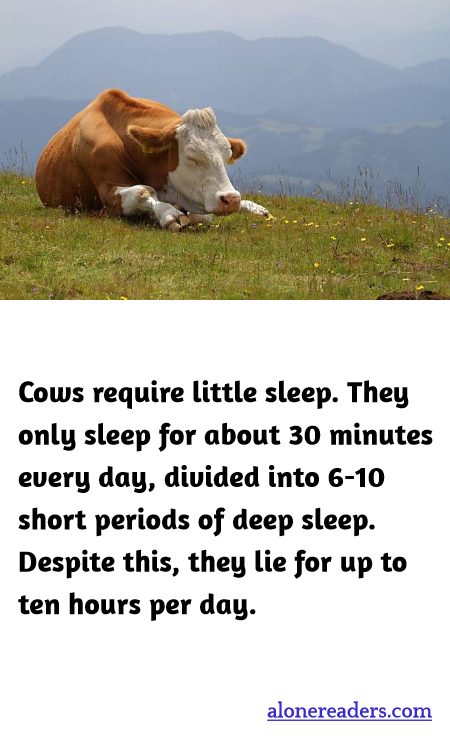 General Knowledge Learning Cards