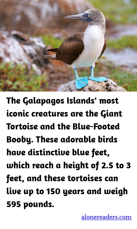 The Galapagos Islands' most iconic creatures are the Giant Tortoise and the Blue-Footed Booby. These adorable birds have distinctive blue feet, which reach a height of 2.5 to 3 feet, and these tortoises can live up to 150 years and weigh 595 pounds.