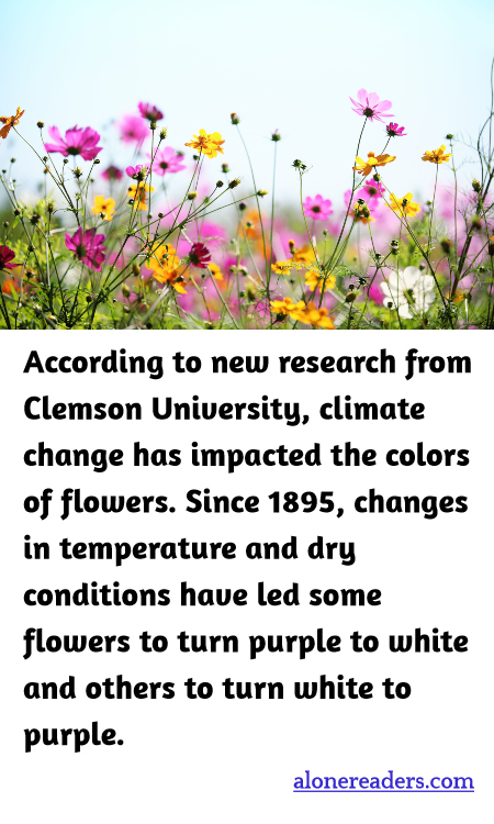 According to new research from Clemson University, climate change has impacted the colors of flowers. Since 1895, changes in temperature and dry conditions have led some flowers to turn purple to white and others to turn white to purple.