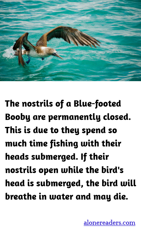 The nostrils of a Blue-footed Booby are permanently closed. This is due to they spend so much time fishing with their heads submerged. If their nostrils open while the bird's head is submerged, the bird will breathe in water and may die.