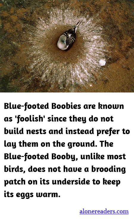Blue-footed Boobies are known as 'foolish' since they do not build nests and instead prefer to lay them on the ground. The Blue-footed Booby, unlike most birds, does not have a brooding patch on its underside to keep its eggs warm.