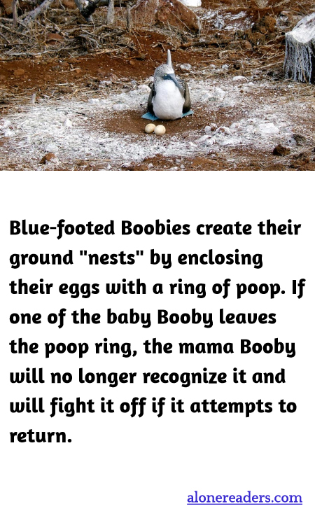 General Knowledge Learning Cards