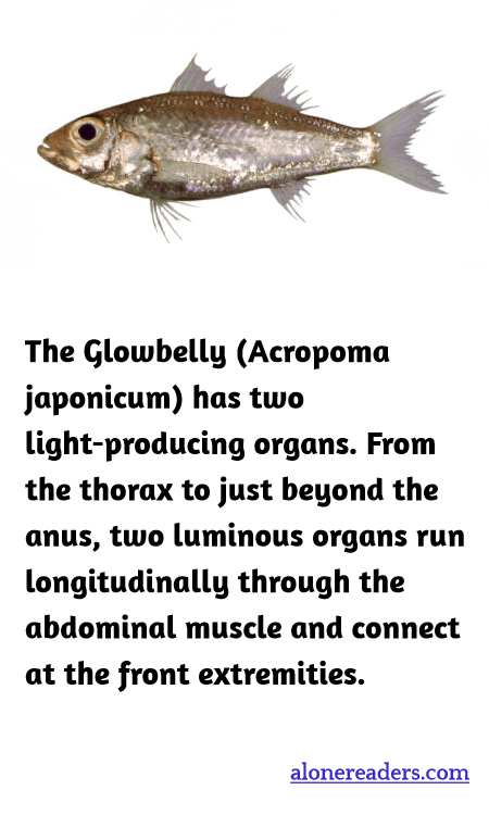 The Glowbelly (Acropoma japonicum) has two light-producing organs. From the thorax to just beyond the anus, two luminous organs run longitudinally through the abdominal muscle and connect at the front extremities.