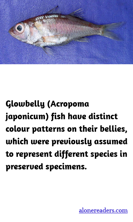 Glowbelly (Acropoma japonicum) fish have distinct colour patterns on their bellies, which were previously assumed to represent different species in preserved specimens.