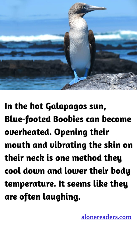 General Knowledge Learning Cards