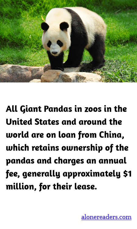 All Giant Pandas in zoos in the United States and around the world are on loan from China, which retains ownership of the pandas and charges an annual fee, generally approximately $1 million, for their lease.